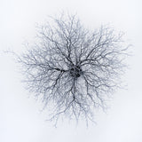 Dendrites Poster och Canvastavla
