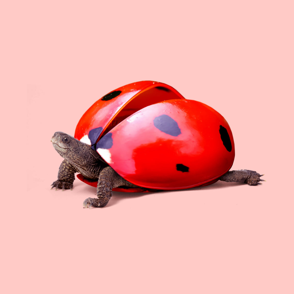 Ladybug Turtle Poster och Canvastavla