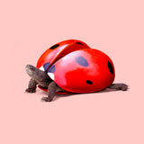 Ladybug Turtle Poster och Canvastavla