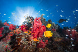 Reef life Poster och Canvastavla
