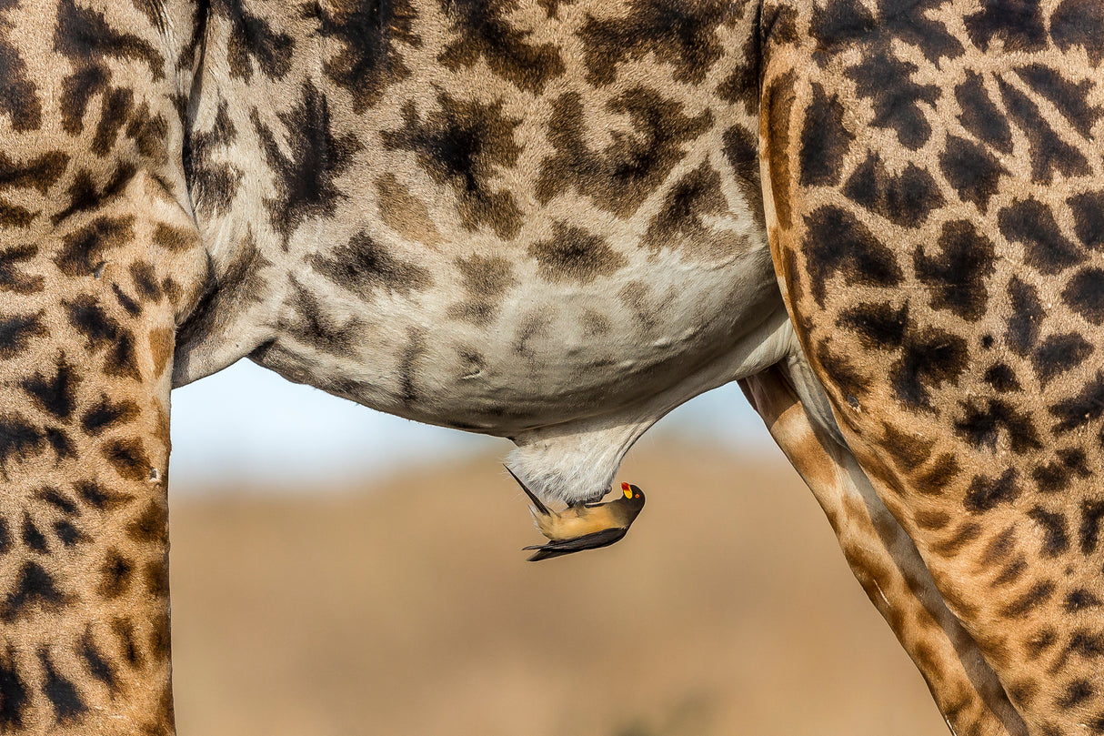 Oxpecker and Giraffe Poster och Canvastavla