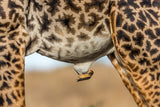 Oxpecker and Giraffe Poster och Canvastavla