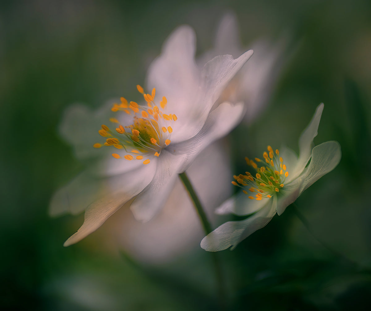 A glimpse of spring. Poster och Canvastavla