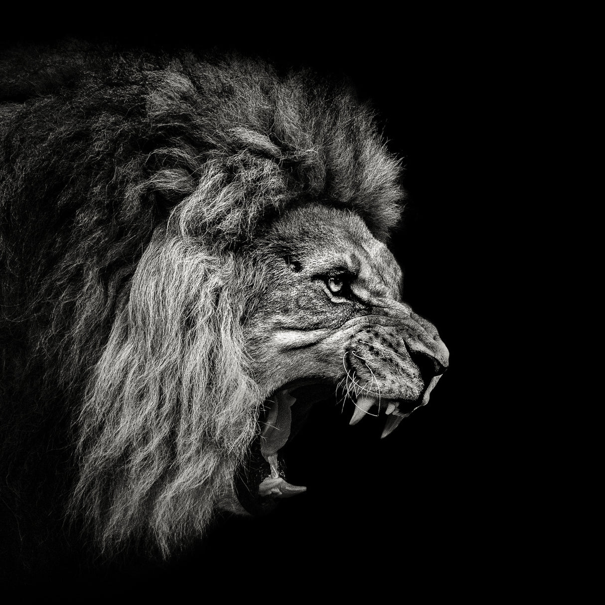 Roaring Lion #2 Poster och Canvastavla