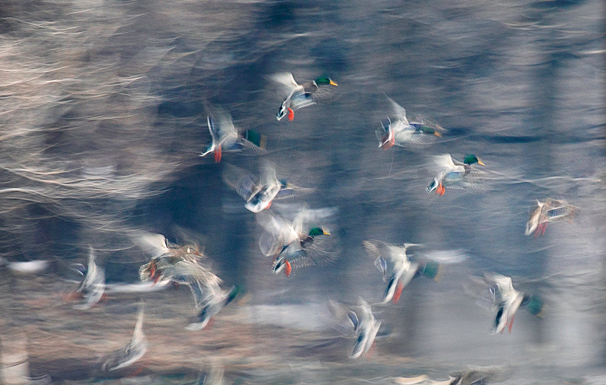 Flying ducks Poster och Canvastavla