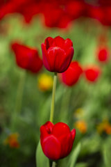 red tulips Poster och Canvastavla
