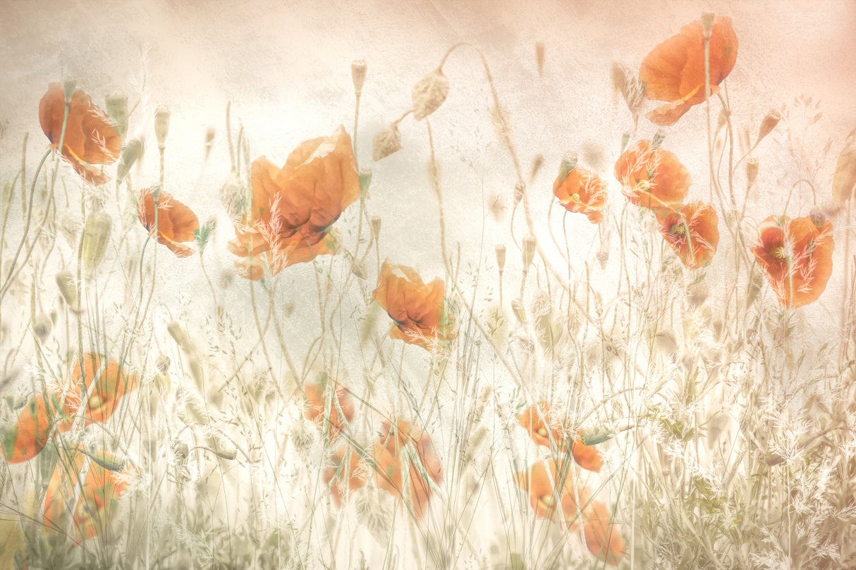 Poppies in the field Poster och Canvastavla