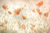 Poppies in the field Poster och Canvastavla