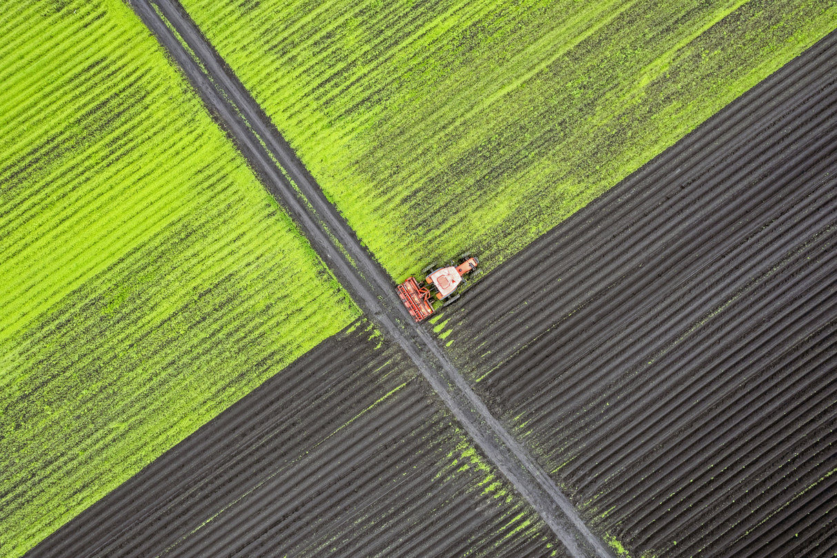 Alone in the field Poster och Canvastavla