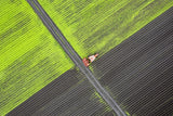Alone in the field Poster och Canvastavla