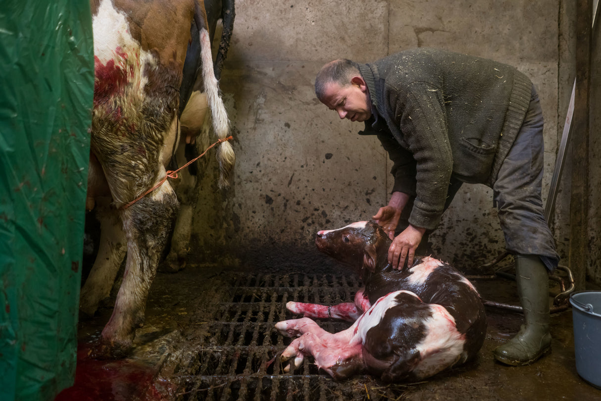 Just born after C section Poster och Canvastavla