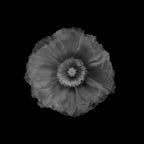 Poppy Poster och Canvastavla