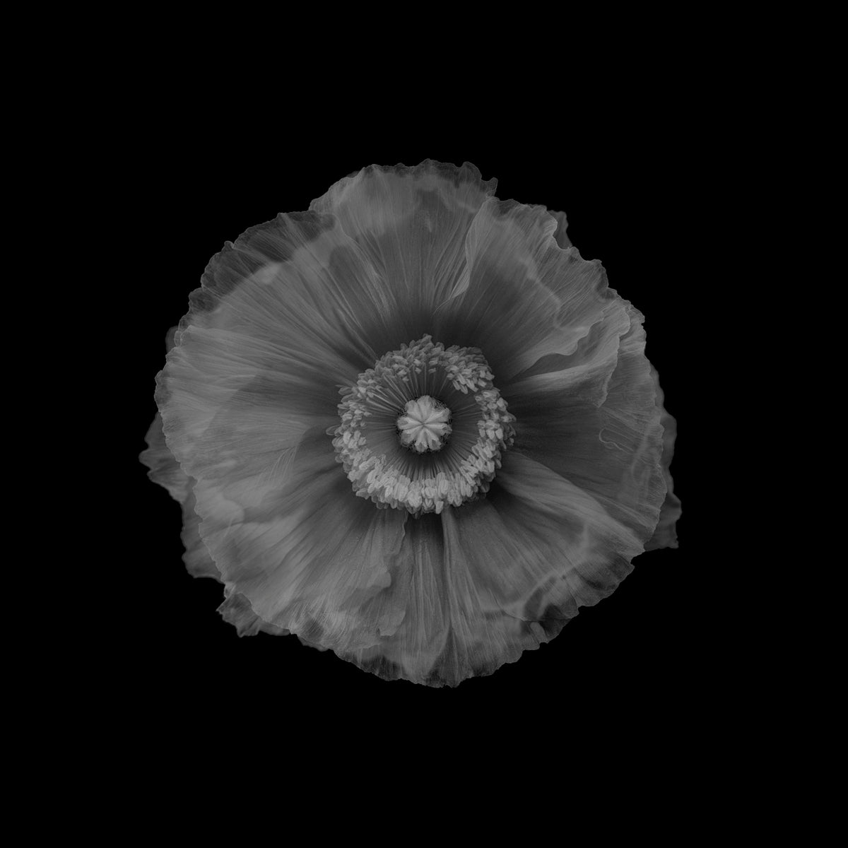 Poppy Poster och Canvastavla