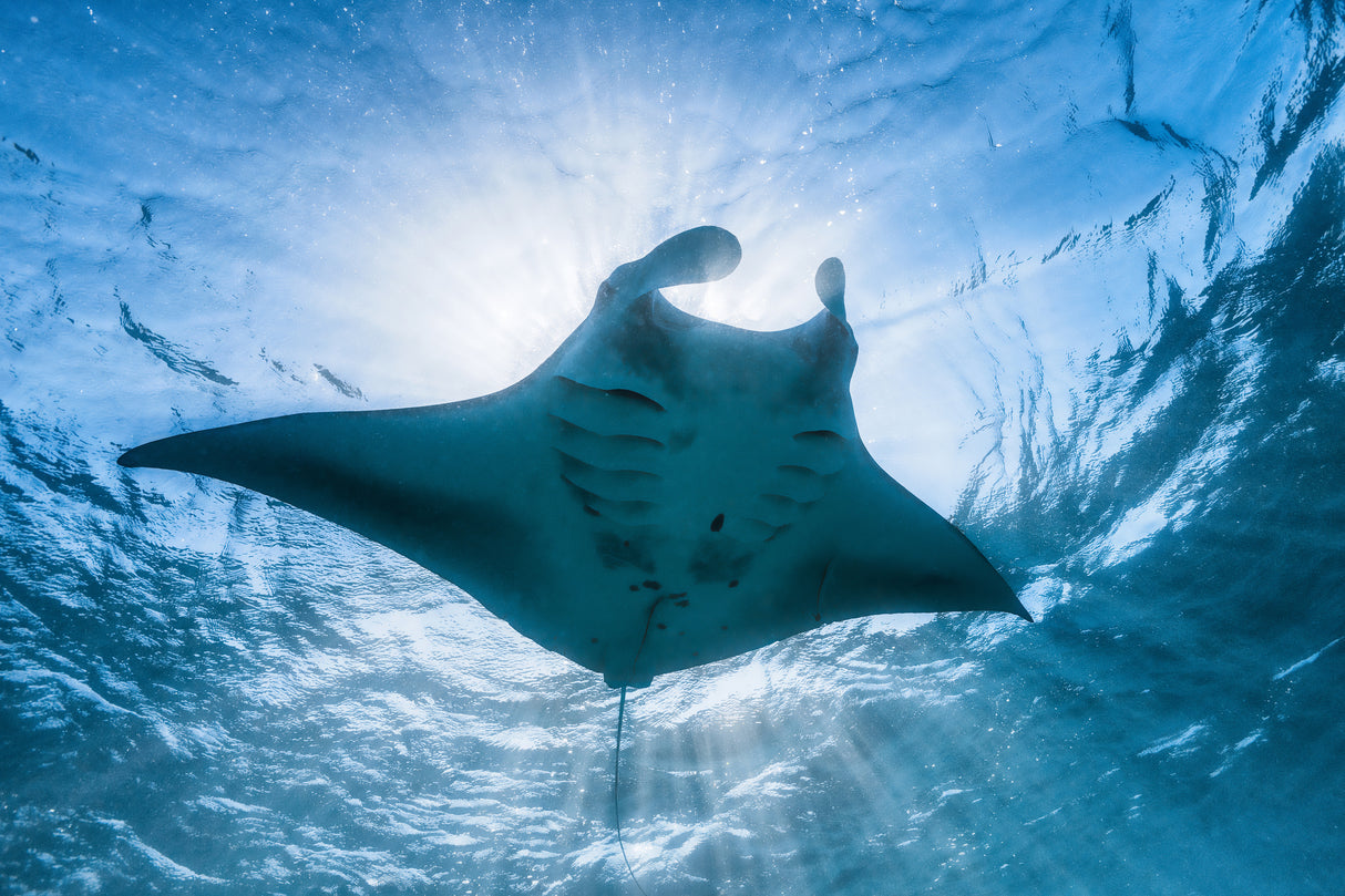 Manta ray Poster och Canvastavla