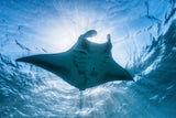 Manta ray Poster och Canvastavla