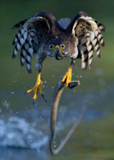 Crested Goshawk Poster och Canvastavla