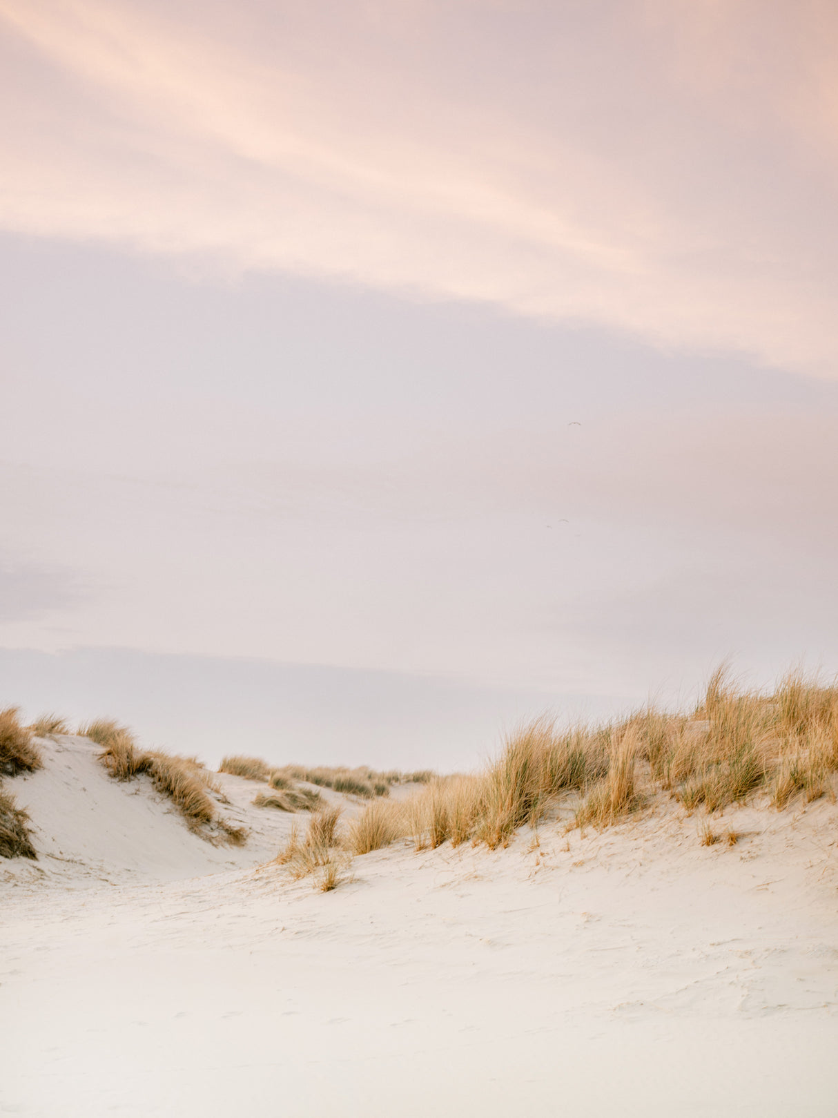 Ameland Dunes 3 Poster och Canvastavla