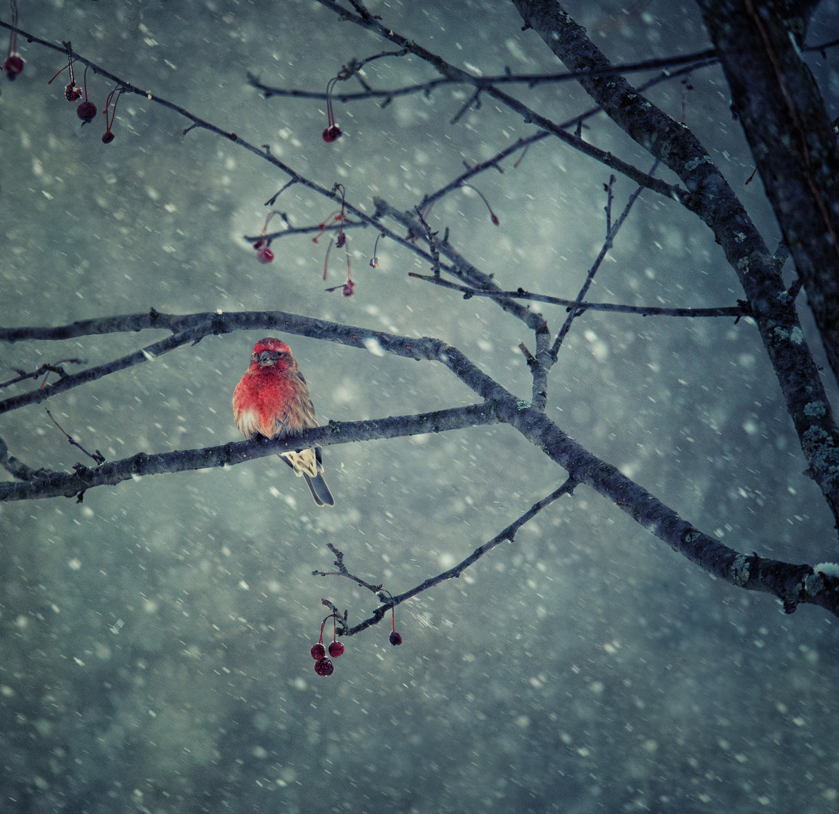 Snowing Poster och Canvastavla