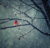 Snowing Poster och Canvastavla
