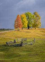 Shades of autumn Poster och Canvastavla