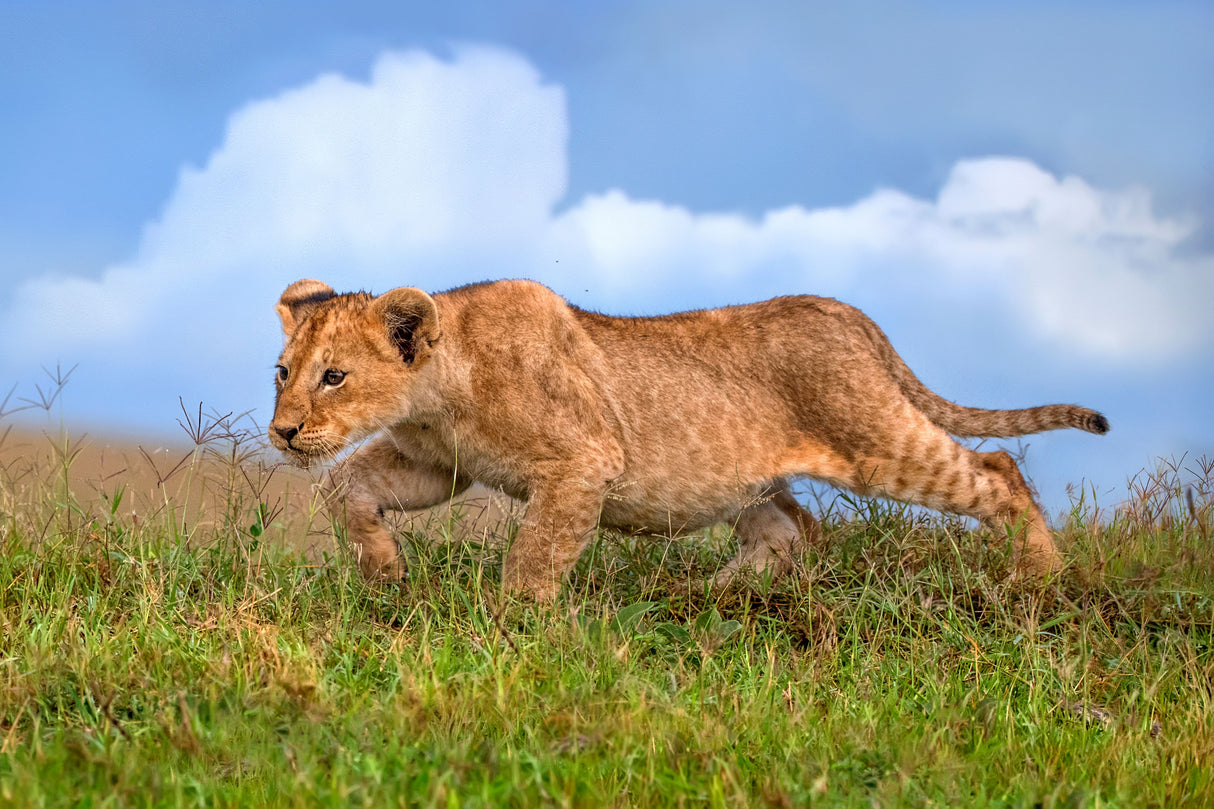 Lion cub on the prowl Poster och Canvastavla