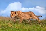Lion cub on the prowl Poster och Canvastavla