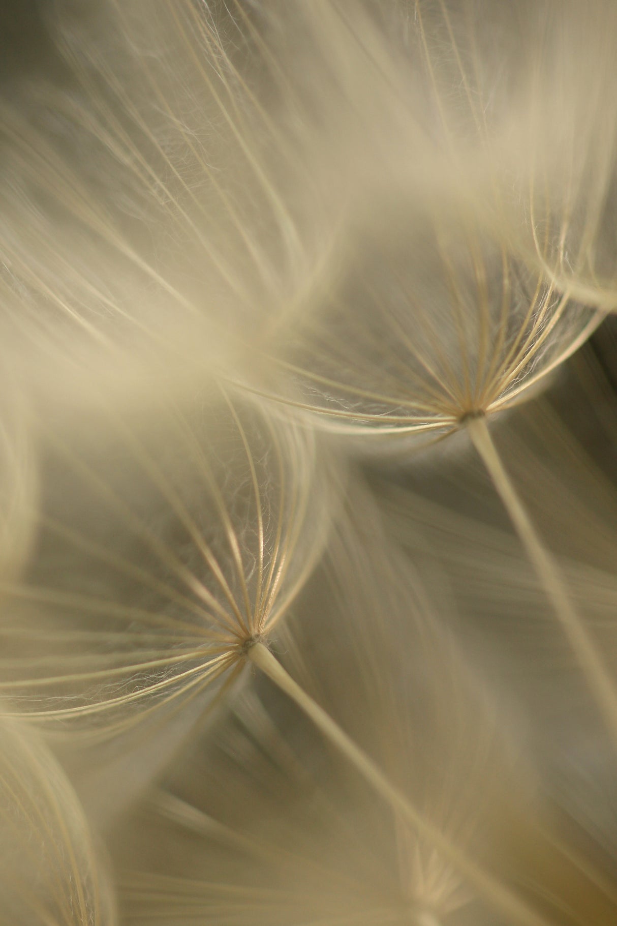 Salsify Seed Head Closeup Poster och Canvastavla