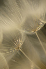Salsify Seed Head Closeup Poster och Canvastavla