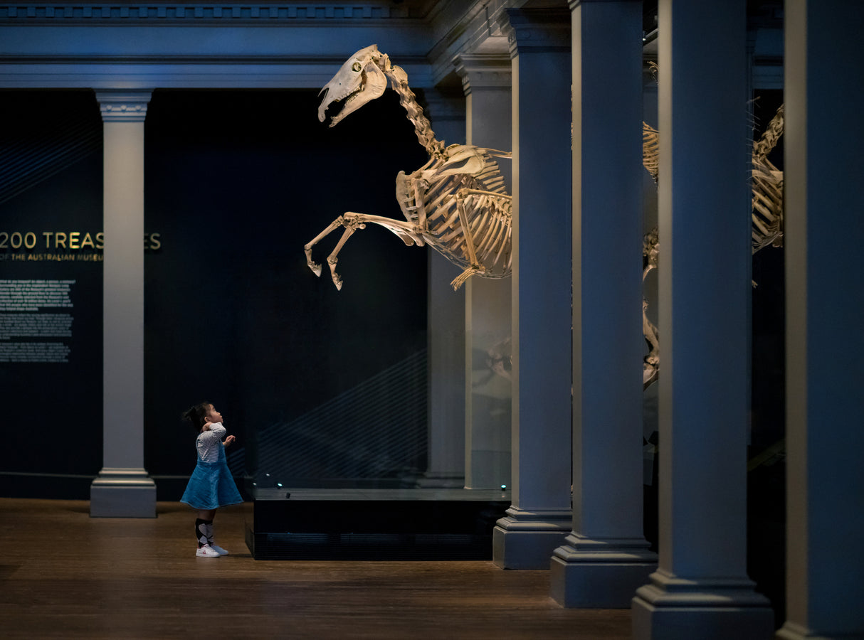 Australian Museum Poster och Canvastavla