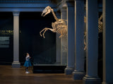 Australian Museum Poster och Canvastavla