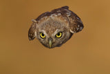 Little owl Poster och Canvastavla