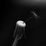 One seed Poster och Canvastavla