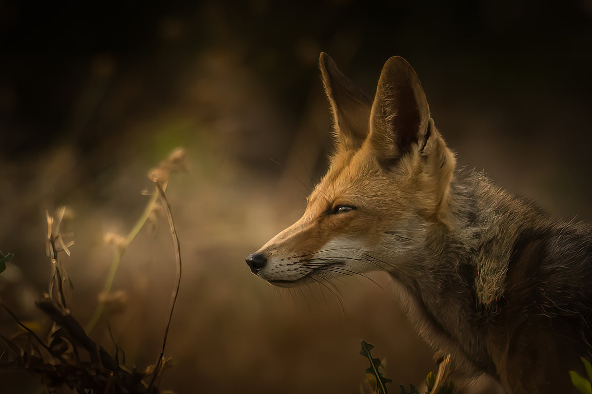 Encounter on sunrise Poster och Canvastavla