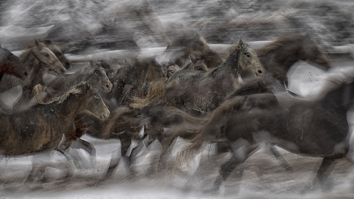 GALLOP Poster och Canvastavla
