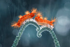 A Pair of Red Caterpillars Poster och Canvastavla