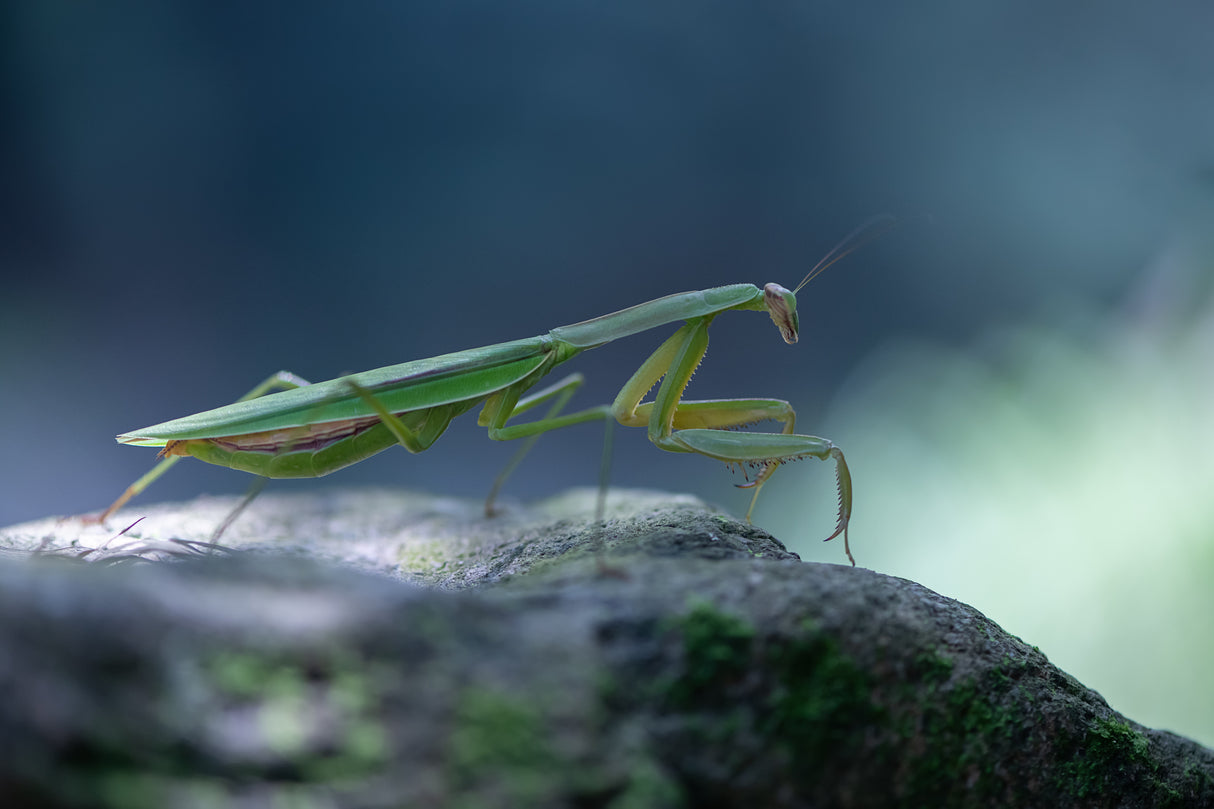 Mantis Poster och Canvastavla