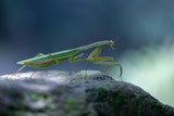 Mantis Poster och Canvastavla