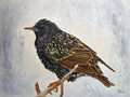 Wrapped Up   European Starling Poster och Canvastavla