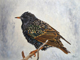 Wrapped Up   European Starling Poster och Canvastavla