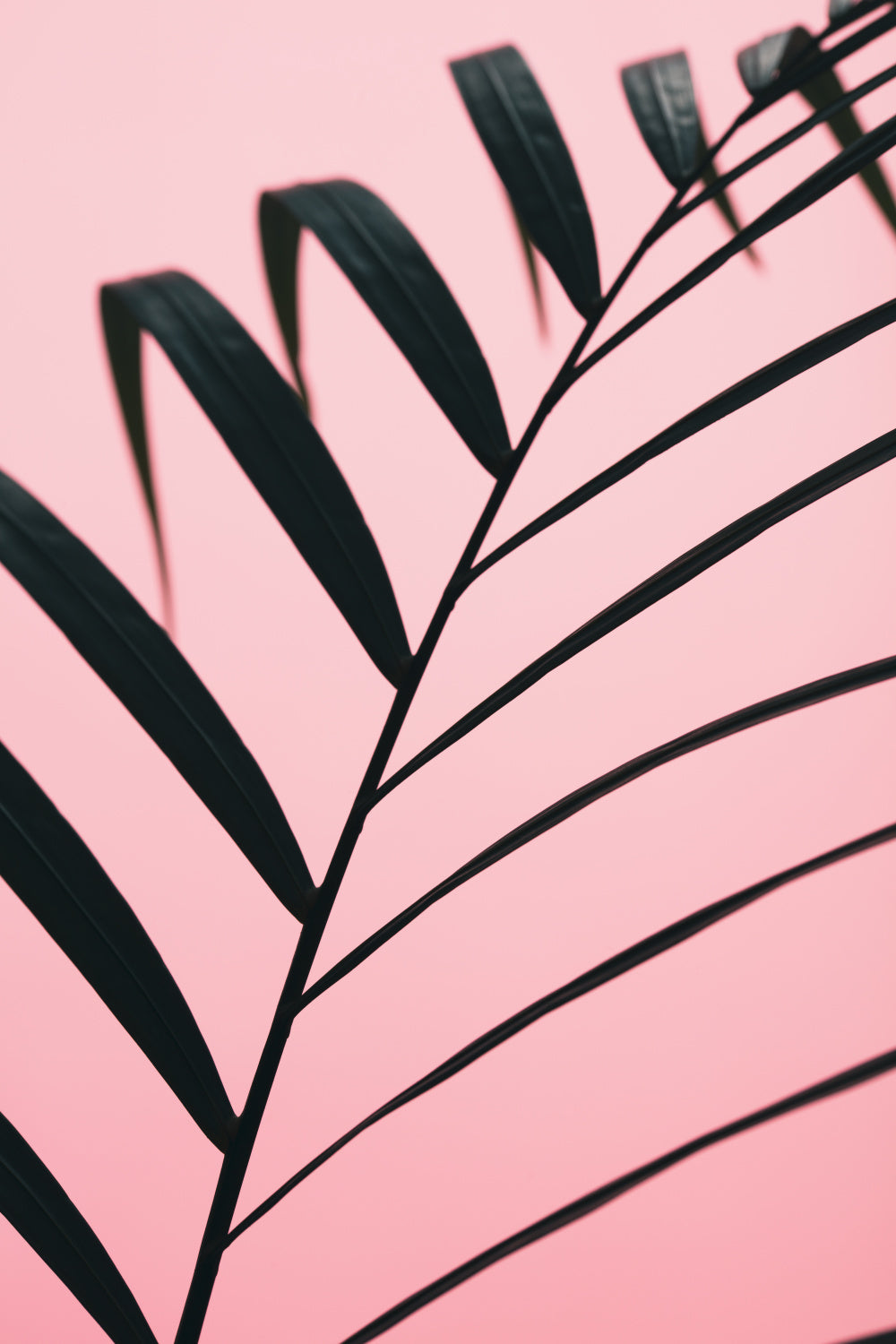 Graphic palm leaf_2 Poster och Canvastavla