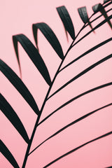 Graphic palm leaf_2 Poster och Canvastavla