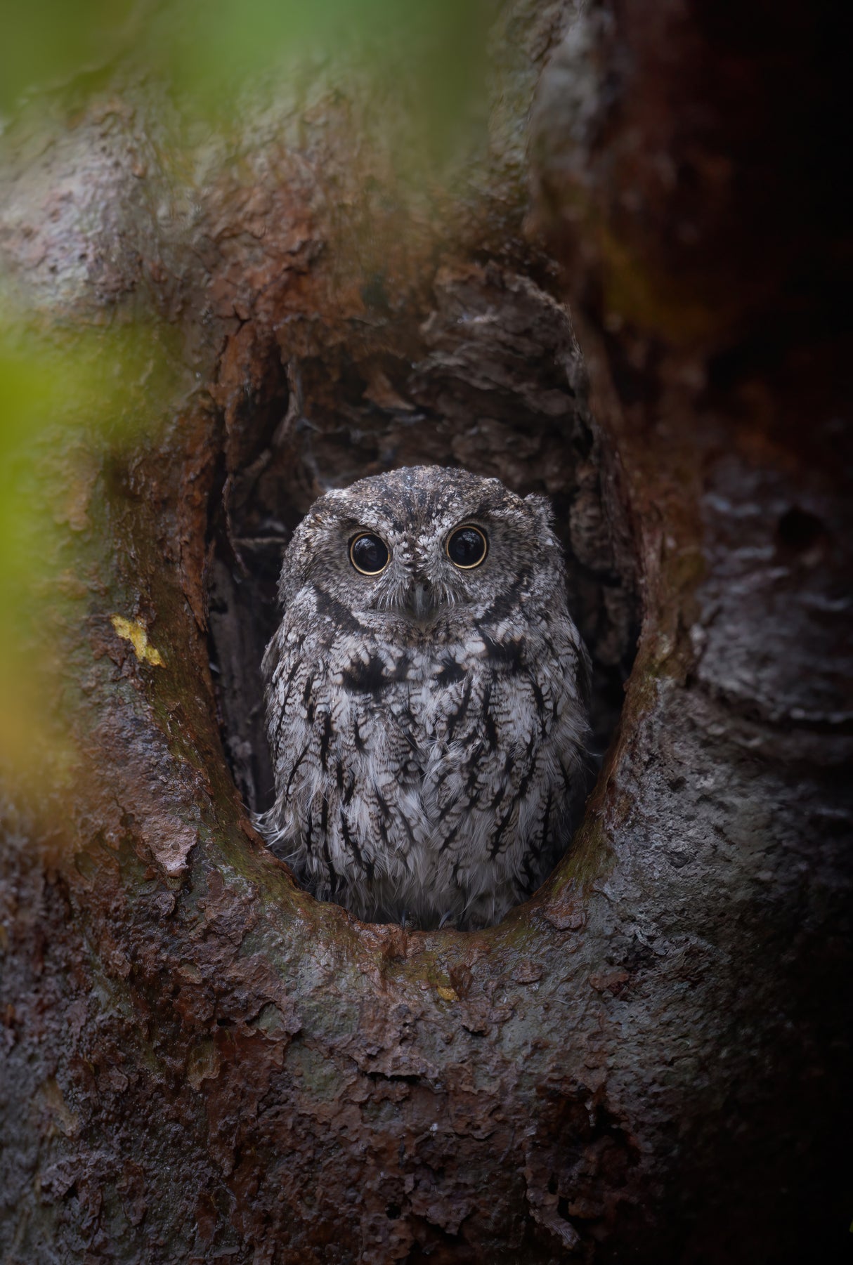 A Western Screech-Owl Sitting at Nest Hole Poster och Canvastavla