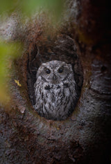 A Western Screech-Owl Sitting at Nest Hole Poster och Canvastavla