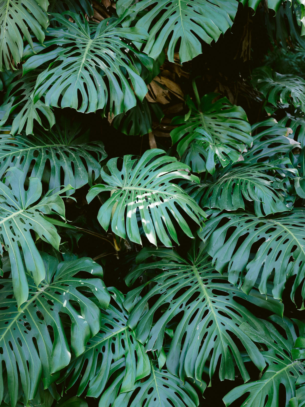 Monstera wall in Lisbon Poster och Canvastavla