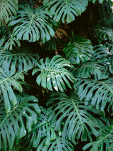 Monstera wall in Lisbon Poster och Canvastavla
