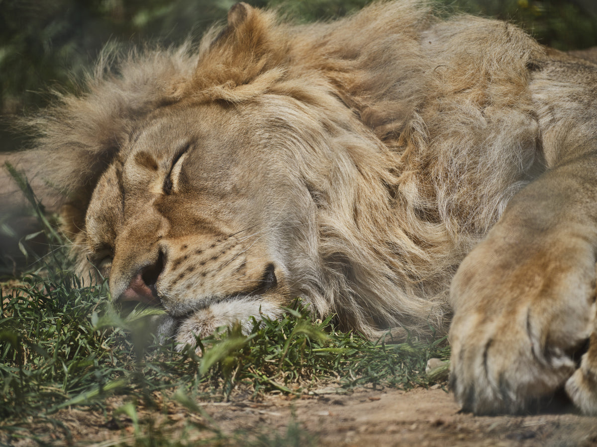 a sleeping African male lion Poster och Canvastavla