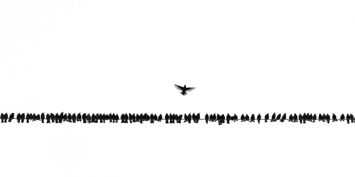 We warn you Icarus, not too close to the sun Poster och Canvastavla