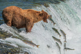 Perfect fishing spot Poster och Canvastavla