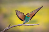 Mr. Bee-eater Poster och Canvastavla