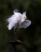 Fluffing up... Poster och Canvastavla